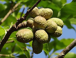 占城,金色花,白玉蘭黃蘭