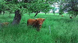 牛,動物,性質(zhì)