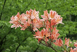 花,橙色,春天