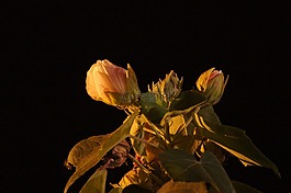晚,景觀,芬蘭