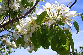 蘋(píng)果樹(shù),開(kāi)花,蘋(píng)果花