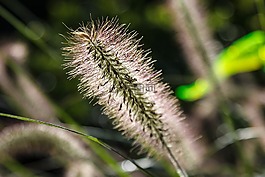 花園,背光,廠