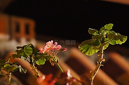 晚,景觀,芬蘭