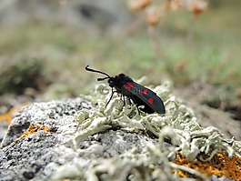 動物,特寫,環(huán)境