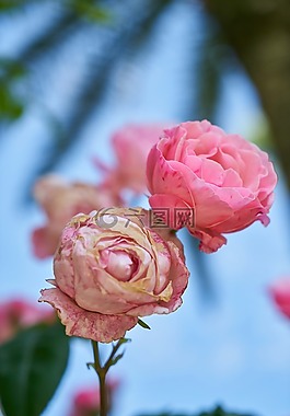 花卉,玫瑰,粉紅色