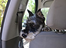 狗,動物,小狗