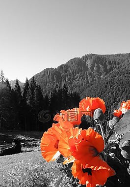 罌粟種東方,紅色,山