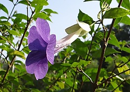 布什时钟藤,国王的地幔,花