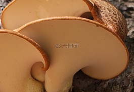 真菌,苞片,子實體