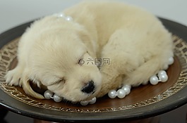 寵物,動(dòng)物,狗