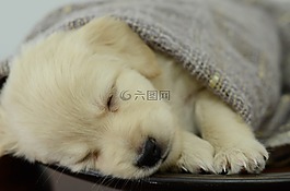 寵物,動物,狗