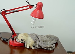 寵物,動物,狗