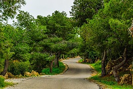 路,農(nóng)村,自然