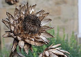 菊芋,seedhead,干