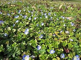 婆婆納,公共字段 婆婆納,波斯婆婆納