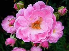 開花,性質(zhì),關(guān)閉