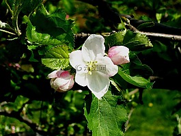 開花,蘋果花,梅花