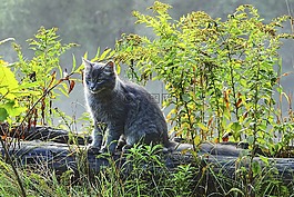 只灰色的猫,性质,动物