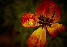 鮮花,花園,綠色