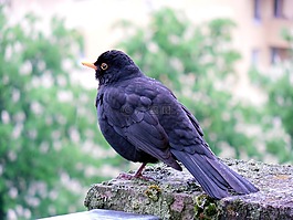 黑鳥,鳥,鳥類