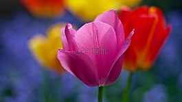 盛開,開花,模糊