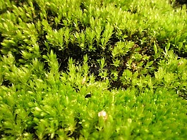 苔,植物,植物區(qū)系