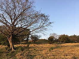 樹(shù),溶膠,干