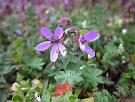 彪 cicutarium,redstem filaree,redstem 鸛條例草案