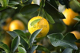 農(nóng)業(yè),柑橘,特寫