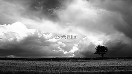 景觀,樹,性質(zhì)