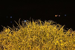 晚,景觀,芬蘭
