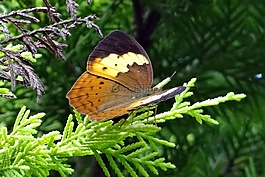 蝴蝶,乡村,cupha erymanthis