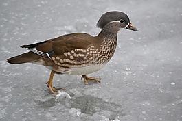 鳥,鴨,冰