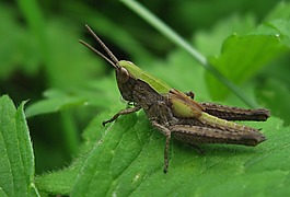 昆蟲,性質(zhì),宏