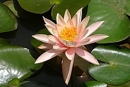 花,水百合,科羅拉多睡蓮