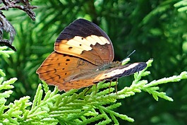 蝴蝶,乡村,cupha erymanthis