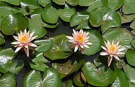 花,水百合,科羅拉多睡蓮