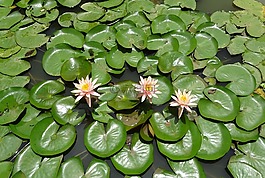 花,水百合,科羅拉多睡蓮