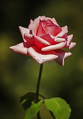 玫瑰,花卉,粉紅色
