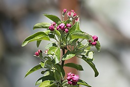 開花,粉紅色,關(guān)閉