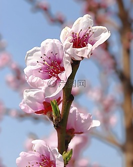 鮮花,戶外,自然