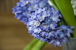 風信子,春天,花