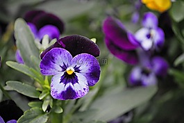 潘茜,開花,花