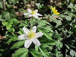 银莲花 nemorosa,木材银莲花,白头翁