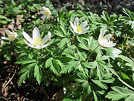 银莲花 nemorosa,木材银莲花,白头翁