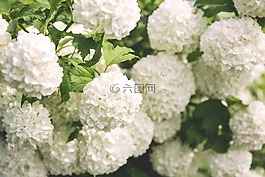 盛開,開花,植物區(qū)系