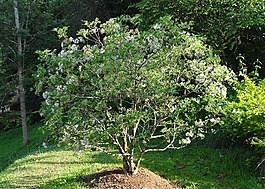 印度 pavetta,pavetta 籼稻,茜草科