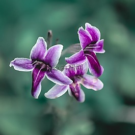 花,植物區(qū)系,自然