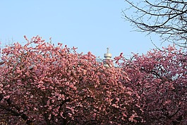 鮮花,櫻桃,羅莎