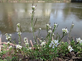 碎米薺毛,毛薺,野花